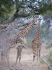 78 Giraffes Aloof.jpg (141kb)